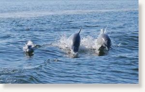 dolphins