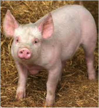 Bacon_6