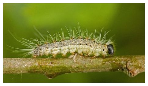 Moth Caterpillar