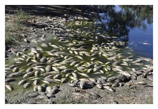 Dead Fish