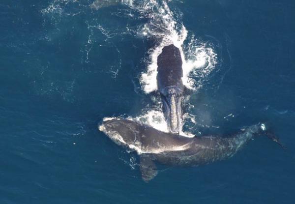 Right Whales
