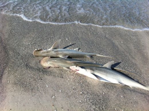 dead sharks 