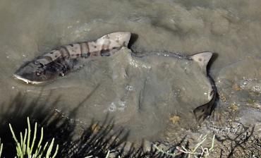leopard shark 