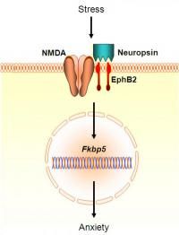 Click to enlarge stress brain chemical path