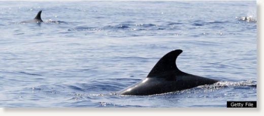 dolphins