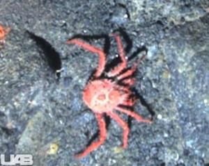 Click to enlarge king crab