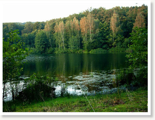 forest lake in summer