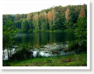forest lake in summer