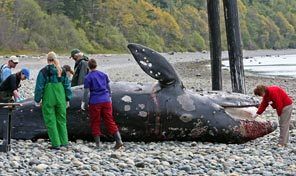 dead gray whale