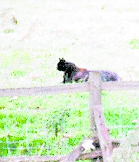 Click to enlarge panther