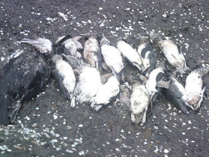 dead, penguins