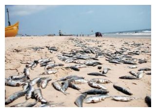 dead sardines