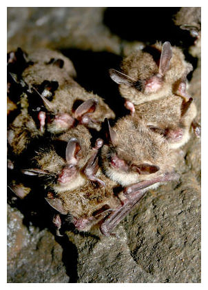 Bats