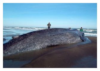 Dead Whale