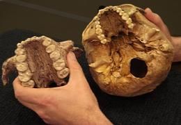Click to enlarge Ancient hominid didn't nut