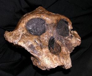 Click to enlarge Skull not nuts