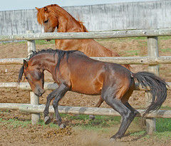 Oldest Horse Caspian Iran