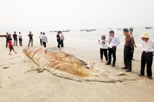 Click to enlarge 55,fish
