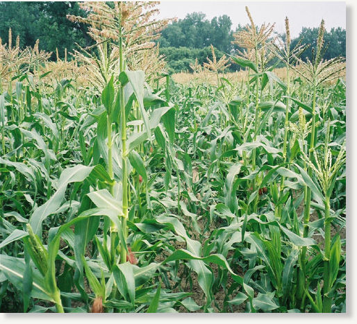 Corn