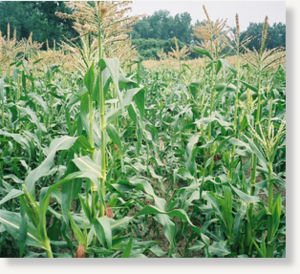 Corn
