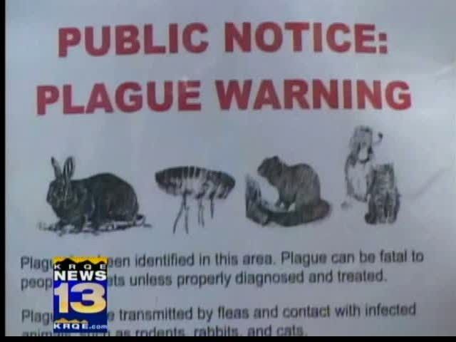 Us Human Case Of Bubonic Plague Reported In New Mexico Health