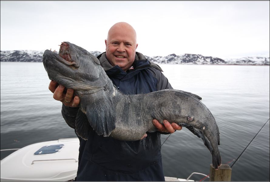 wolf fish