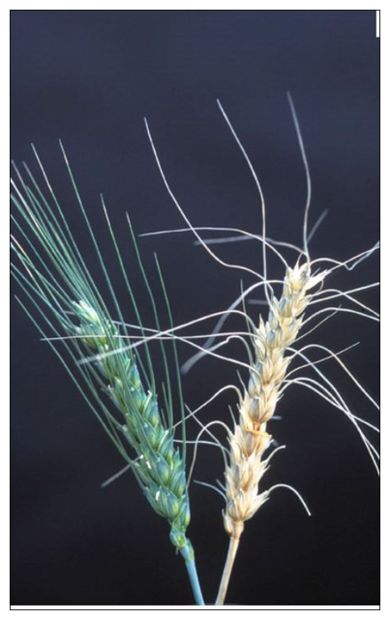 wheat scab