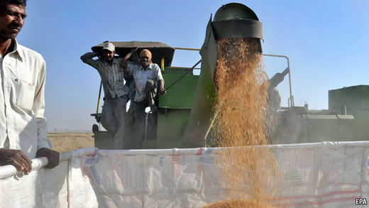 Crop harvesting