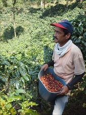 Colombian coffee grower