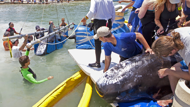 Stranded Whales