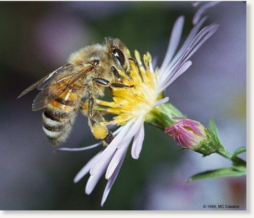 honeybee