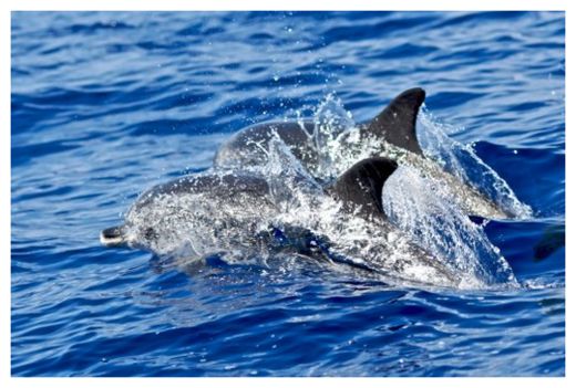 Dolphins
