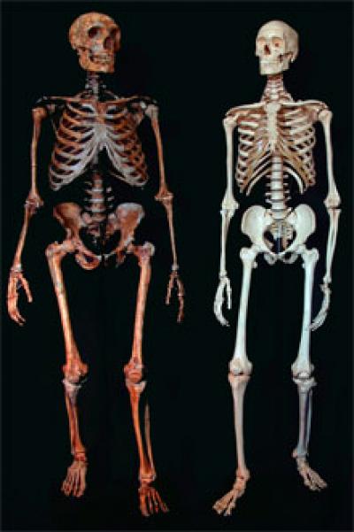 Neanderthal versus Modern Humans