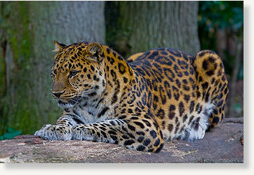 Amur leopard