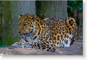 Amur leopard