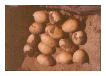 Crocodile Eggs
