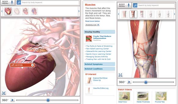 Click to enlarge 3D Anatomical Views
