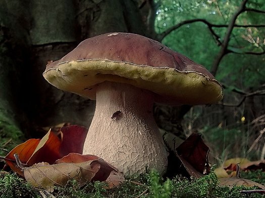Click to enlarge Fungus