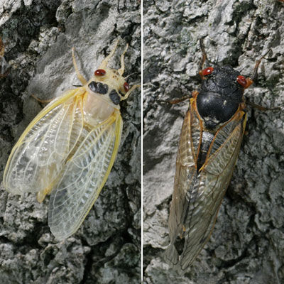  Newly emerged adult cicadas, seen at different stages of drying their wings, wait on a tree.