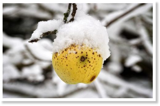 frozen appple