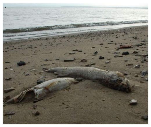 dead fish,walleye