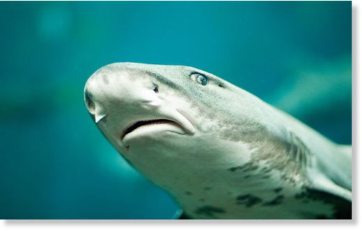 leopard shark