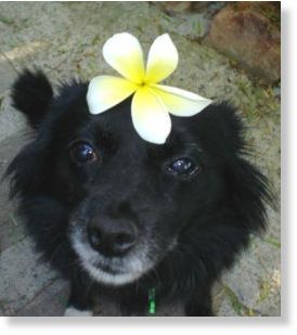 Click to enlarge dog