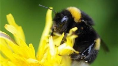 Click to enlarge Bumble bee
