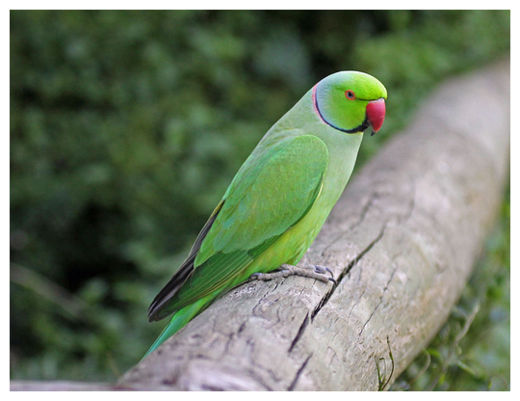 Parakeet