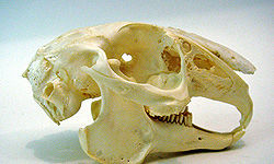 Click to enlarge ancient skull bones