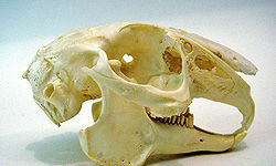 ancient skull bones