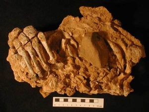 Neadnerthals fossile cannibalism