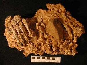 Click to enlarge Neadnerthals fossile cannibalism