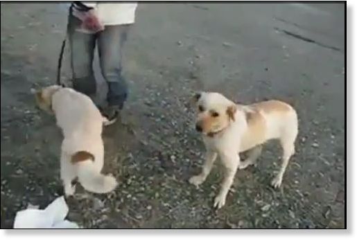dog,japan